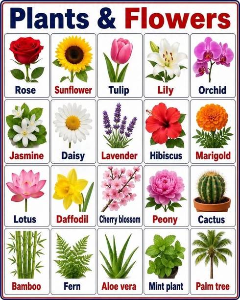 Plants & Flowers Names Poster | Educational Plant Chart wall poster Vinyl