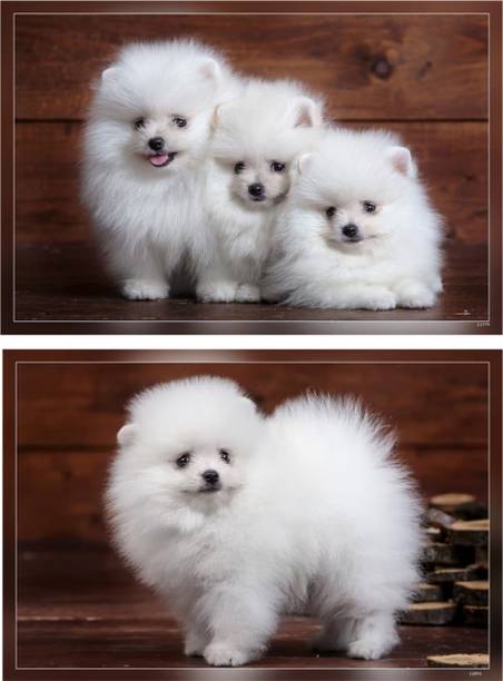 White Fluffy Spitz Three Small Dogs White Puppies Pomeranian Cute Fluffy Dogs Pets Dogs Matte Finish Poster Fine Art Print Fine Art Print