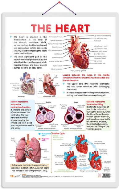 THE HEART CHART | Anatomy of the Heart: Educational Heart Chart for Learning and Reference Paper Print