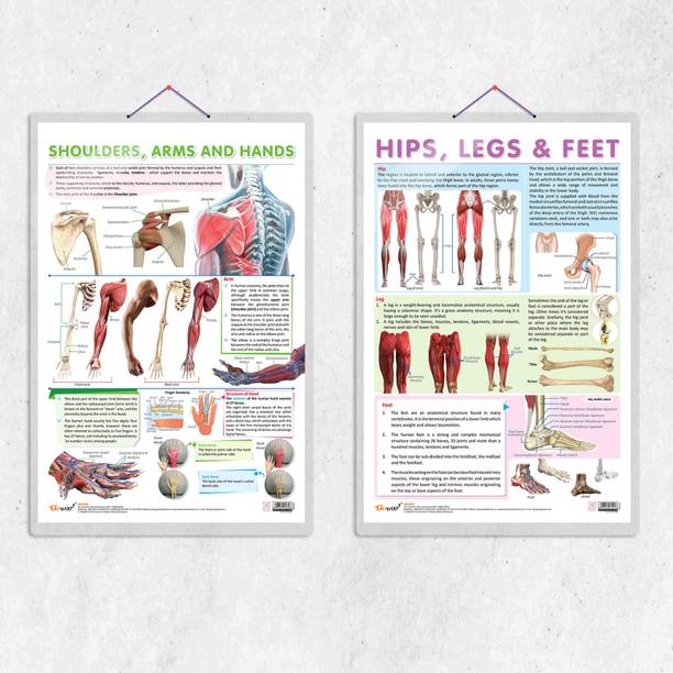 SHOULDER, ARMS AND HANDS chart and HIPS, LEGS AND FEET chart | combo of 2 chart | Upper Body and Lower Body: Shoulder, Arms, Hands and Hips, Legs, Feet Paper Print