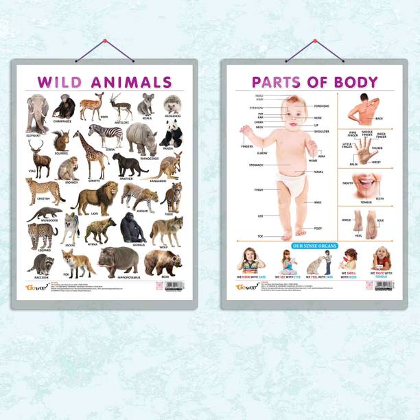 PARTS OF BODY CHART HARD LAMINATED and WILD ANIMALS CHART HARD LAMINATED | combo of 2 charts | Body Parts and Wild Kingdom Exploration Paper Print