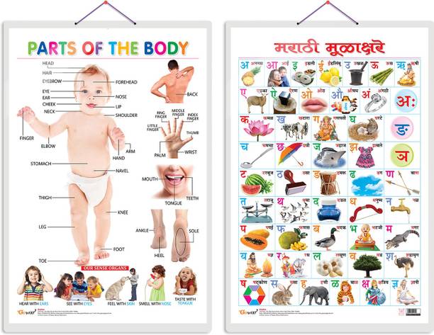 Set of 2 Parts of the Body and Marathi Varnamala?(Marathi) Early Learning Educational Charts for Kids | 20"X30" inch |Non-Tearable and Waterproof | Double Sided Laminated | Perfect for Homeschooling, Kindergarten and Nursery Students Paper Print
