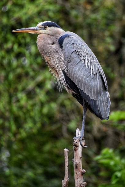 Birds Paper Poster ( Poster 12X18 Inch Rolled ) Paper Poster Paper Print Paper Print