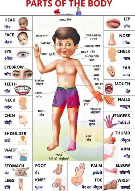 Parts of the Body Educational Chart Poster | Kids Learning Body Parts Chart (English–Hindi) | Study Room Poster (12 x 18 Inch) Paper Print
