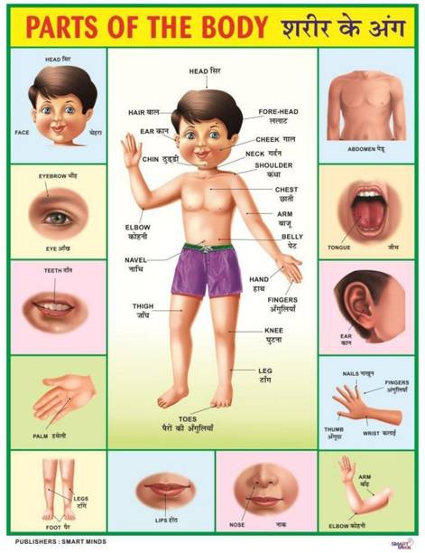 Body Parts Chart for Kids Big Size, Early Learning Educational Wall Chart for Children 30 x 20 Inch Laminated, Non Tearable Waterproof Wall Pasting Chart Canvas Art