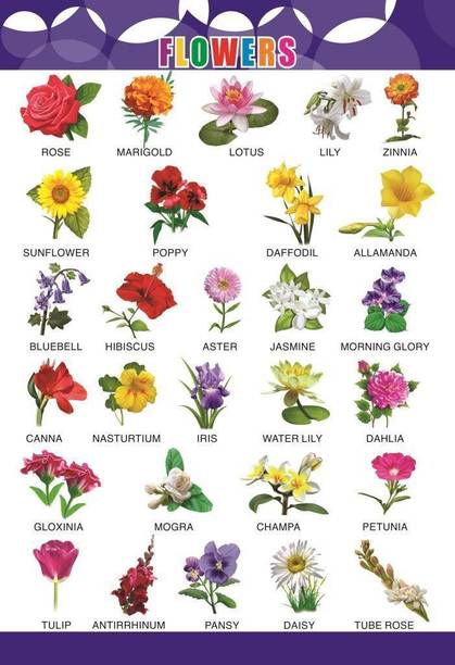 Flower wall Charts - Extremely usefull for growing kids | Laminated Chart |Paper Size (13*19 Inch) | Paper Print (Rolled with Safety Tube). Paper Print