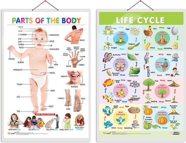 Set of 2 Parts of the Body and Life Cycle Early Learning Educational Charts for Kids | 20"X30" inch |Non-Tearable and Waterproof | Double Sided Laminated | Perfect for Homeschooling, Kindergarten and Nursery Students Paper Print
