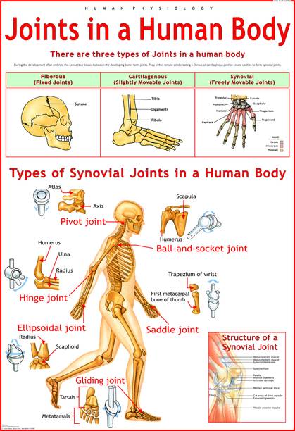 Joints in a Body Chart | Laminated Educational Wall Chart |70 x 100 cm | Human Physiology Poster for Biology, Medical & Anatomy Students | Durable, Water-Resistant & Easy Wall Sticking Photographic Paper