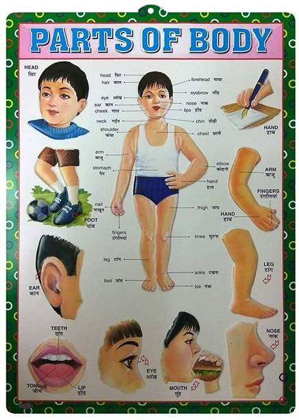 Educational Wall Charts | Alphabet, Numbers & Body Parts | Pack of 4 3D Poster