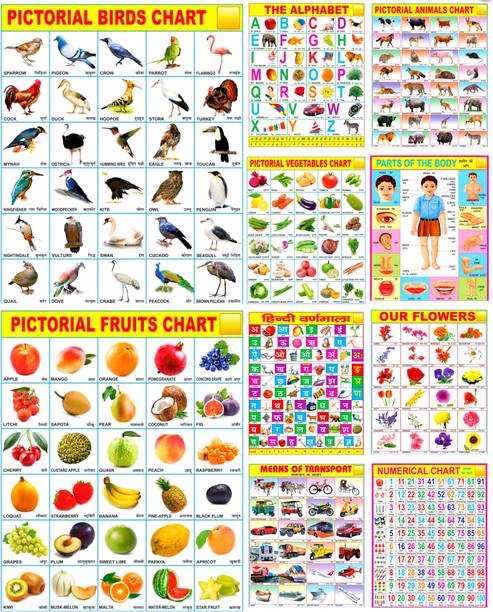 Multicolored Educational Learning Chart for or Kids Size 45×60cm Pack OF 10 Printing Quality HD Fine Art Print