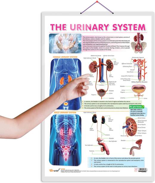 THE URINARY SYSTEM CHART :- Comprehensive Learning Material on Human Urine Formation Process, Visual Anatomy Chart with Labeled Organs, Perfect Study Aid for Medical Learners and School Science Labs Paper Print