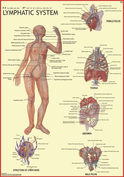 Lymphatic System Chart | Laminated Educational Wall Chart |70 x 100 cm | Human Physiology Poster for Biology, Medical & Anatomy Students | Durable, Water-Resistant & Easy Wall Sticking Photographic Paper