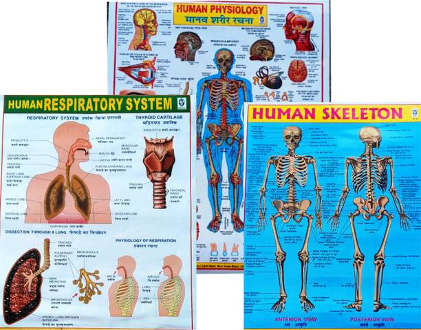 "Educational Chart Combo: Human Respiratory System, Human Physiology, and Human Skeleton" Photographic Paper