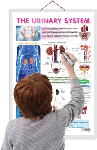 THE URINARY SYSTEM CHART :- Informative Educational Chart on Kidney Structure and Urinary Tract, Detailed Diagrammatic Explanation for Students Paper Print