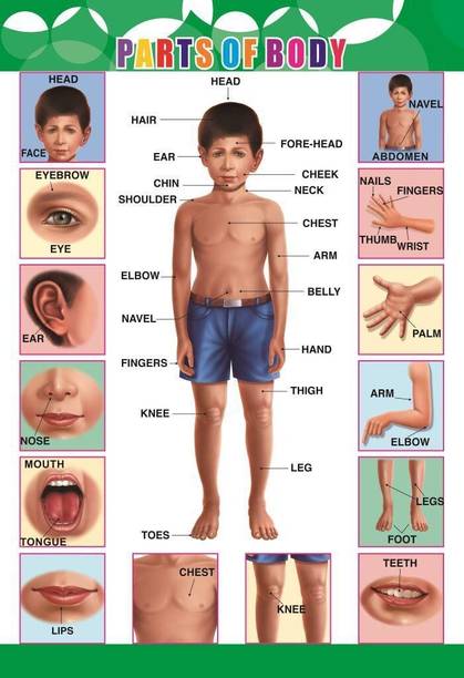 Part of Body wall Charts - Extremely usefull for growing kids | Laminated Chart | Paper Size (13*19 Inch) | Paper Print (Rolled with Safety Tube). Paper Print