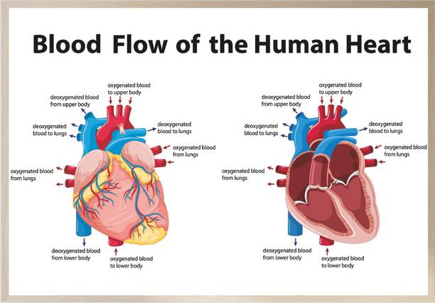 Blood Flow of the Human Heart Educational Poster | Human Heart Anatomy & Circulatory System Chart Vinyl