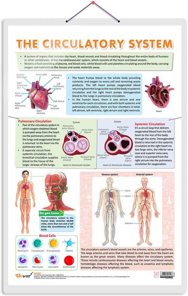 CIRCULATORY SYSTEM CHART | Journey through the Circulatory System: Comprehensive Anatomy Chart Paper Print