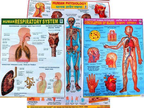 Set of Human Physiology, Blood Circulation & Respiratory System Charts – Laminated Educational Wall Charts for Biology Students, Schools & Medical Learners Photographic Paper