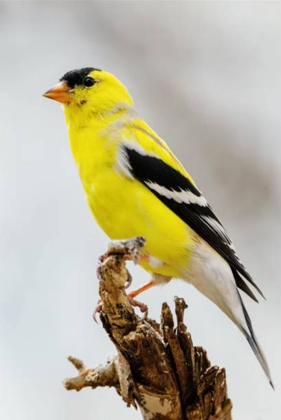 Wild Birds Paper Poster ( Poster 12X18 Inch Rolled ) Paper Poster Paper Print Paper Print