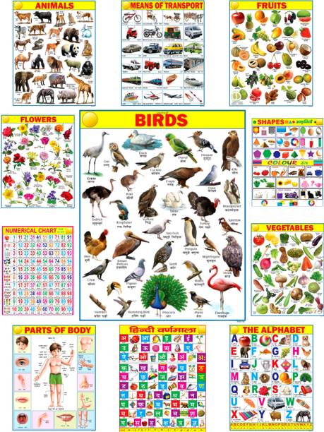 All in One Multicolored Educational Charts for Kids | Learn about English Alphabet, Fruit, Vegetables, Animals, Birds, Part of Body, Hindi Vernmala, Transport, Numerical, Colour Shape & Flowers with Waterproof Picture Chart Fine Art Print