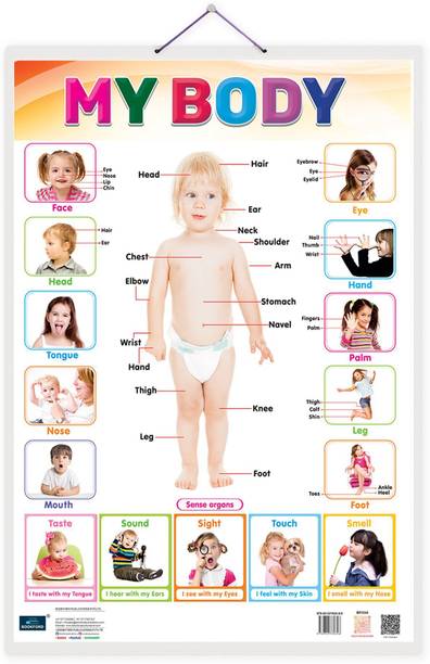 My Body Double Side Laminated Chart Early Learning Educational Chart-Non-Tearable and Waterproof, Double Sides Printed Laminated Chart, Perfect for Homeschooling, Kindergarten and Nursery Childrens Paper Print