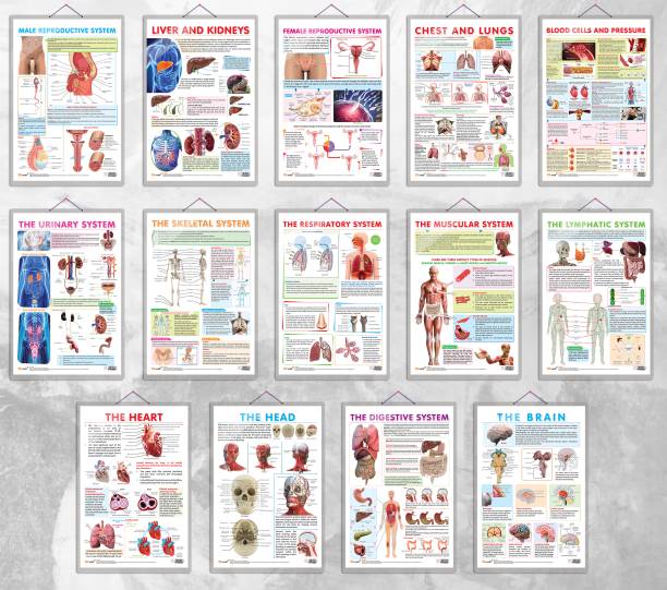 THE URINARY SYSTEM,THE SKELETAL SYSTEM,THE RESPIRATORY SYSTEM,THE MUSCULAR SYSTEM,MALE REPRODUCTIVE SYSTEM,THE LYMPHATIC SYSTEM,LIVER AND KIDNEY,THE HEAD,THE HEART,FEMALE REPRODUCTIVE SYSTEM chart | combo of 14 charts | The Ultimate Anatomy and Health Chart Series Paper Print