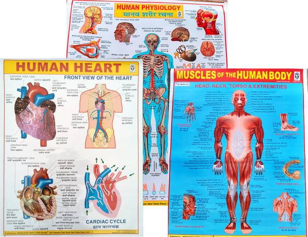 Combo of 3 Bio Educational Wall Charts – Human Physiology + Muscular System + Human Heart Photographic Paper