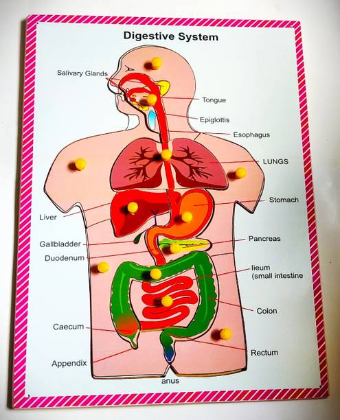 PETERS PENCE WOODEN HUMAN BODY DIGESTIVE SYSTEM PUZZLE BOARD FOR KIDS PRE PRIMARY EDUCATION