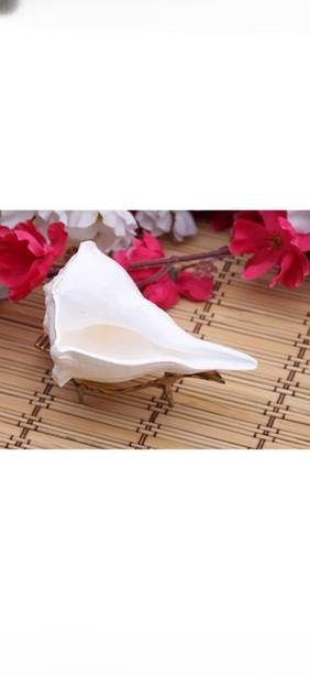 Sarvaksh Dhakshinavarti Laxmi Pooja (18 cm) 306 grams Sacred Shankh (White) Decorative Shankh