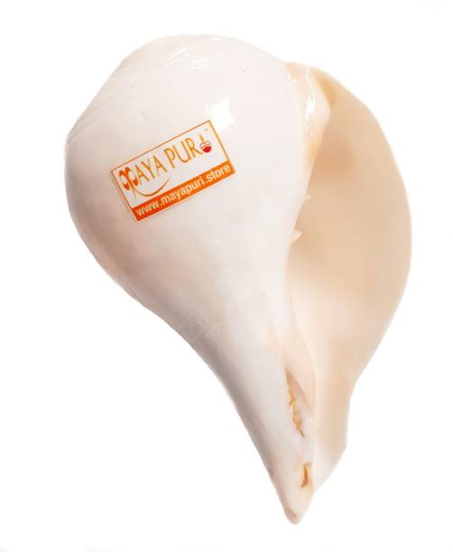 Mayapuri Natural White Blowing Conch Shell/Sound Making Shankha for Pooja, Size: 6 inch Blowing Shankh