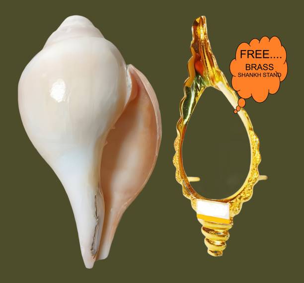 RLD Authentic Hindu Puja Shankh P* – Loud Blowing Conch with Free Holder Sacred Shankh