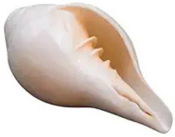 DIVINE HINDU Blowing Shankh