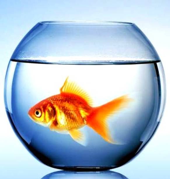 ATLOYAL Round Glass Fish Bowl Decorative Aquarium Bowl for fish & Home Decor Round Ends Aquarium Tank