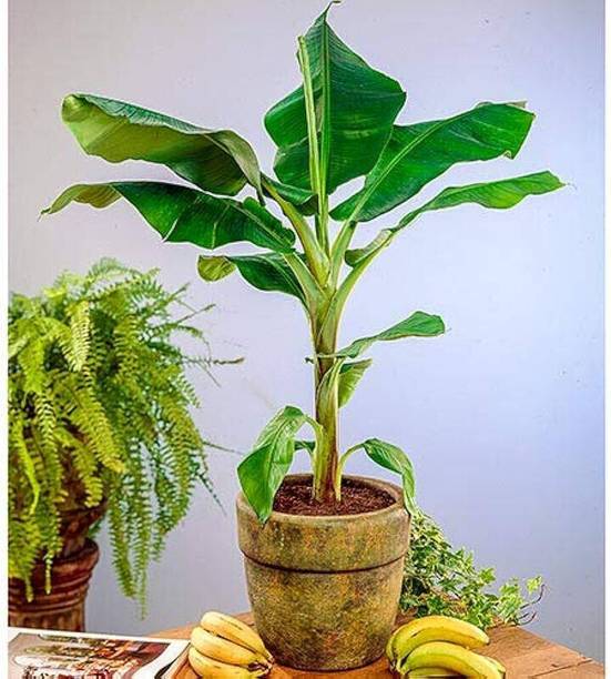 FELCHARIES Banana Plant