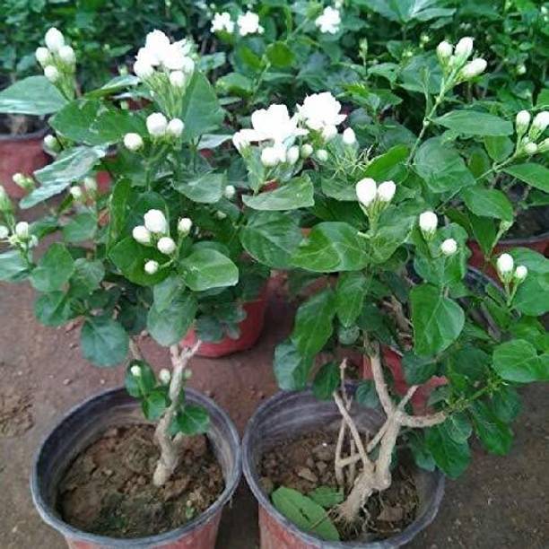 रिजेनशाइन चमेली का पौधा पौधा