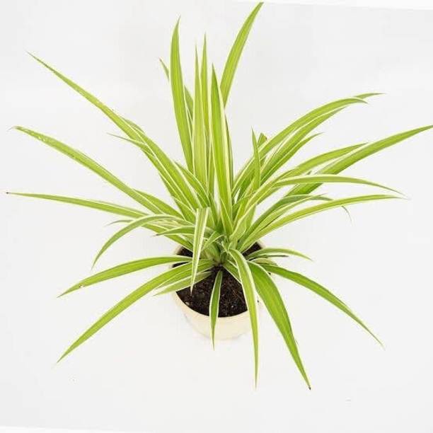 Adrita Spider Plant
