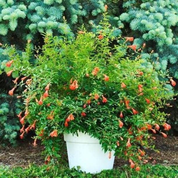 Cloud Farm Pomegranate Plant
