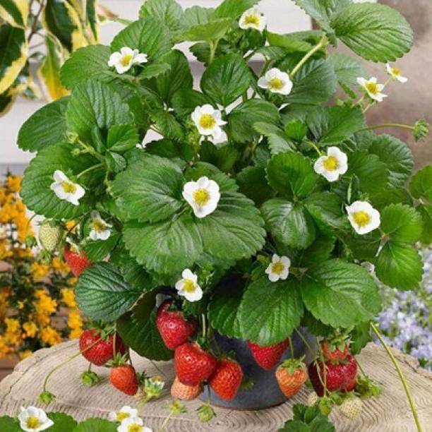 SANJU Strawberry Plant