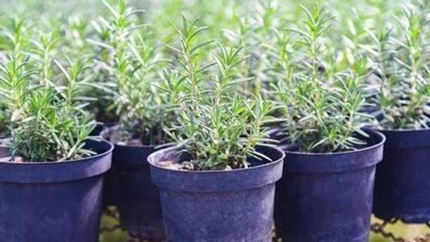 Aclipastal Rosemary Plant