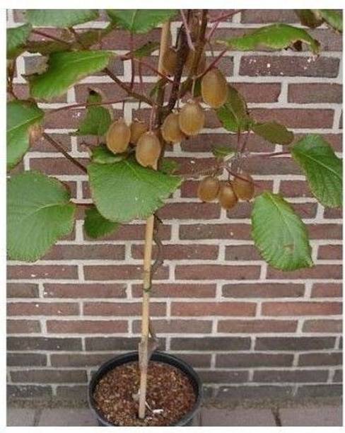 AFARTIOBINA Kiwi Plant