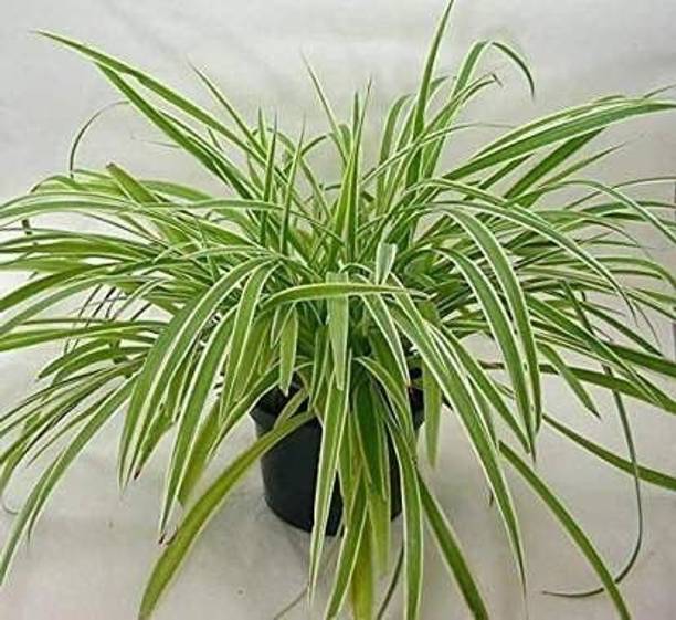 Adrita Spider Plant