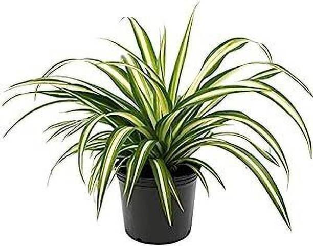 Adrita Spider Plant