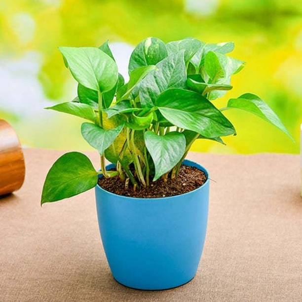 Barnaby Money Plant