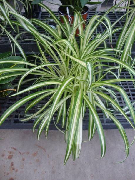 Adrita Spider Plant