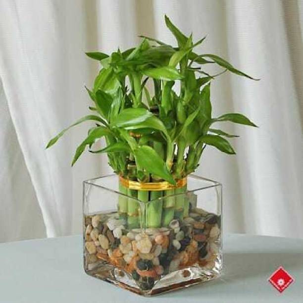 PetalPath Two Layer Bamboo Plant