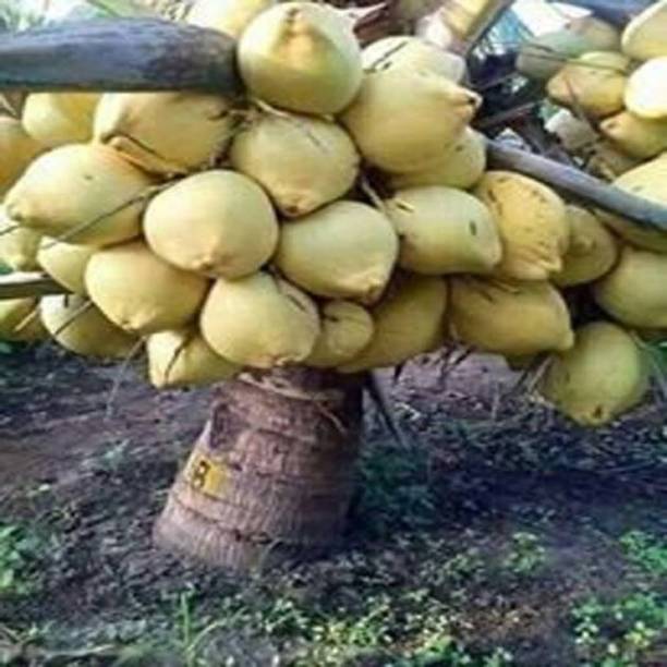 greenhousestore Coconut Plant