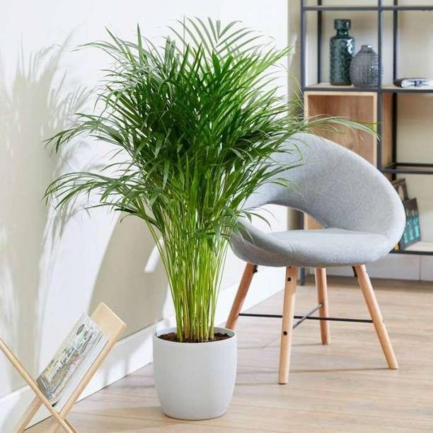 Cloud Farm Areca Plam