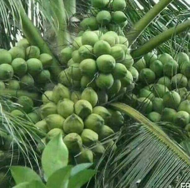 Gaach Coconut Plant