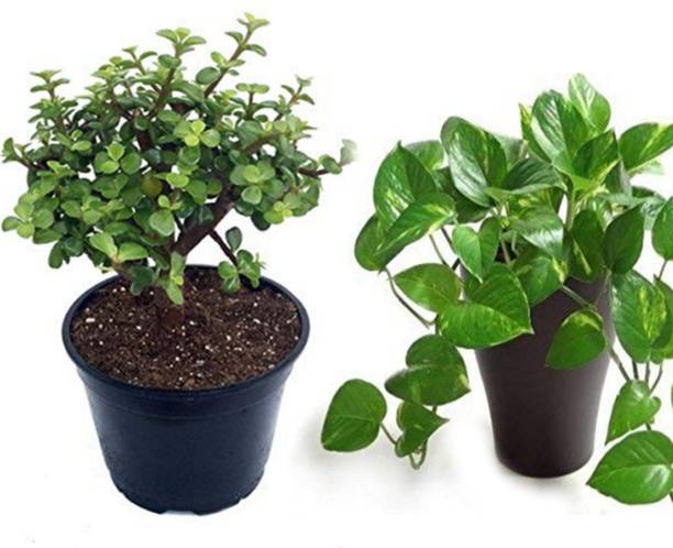 Barnaby Money Plant