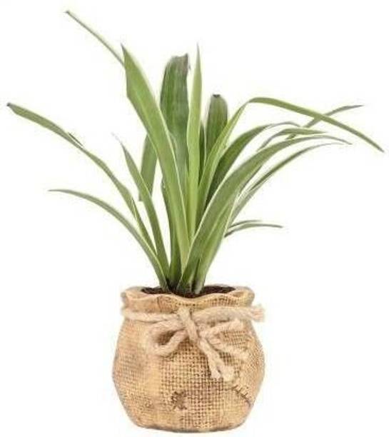 Adrita Spider Plant